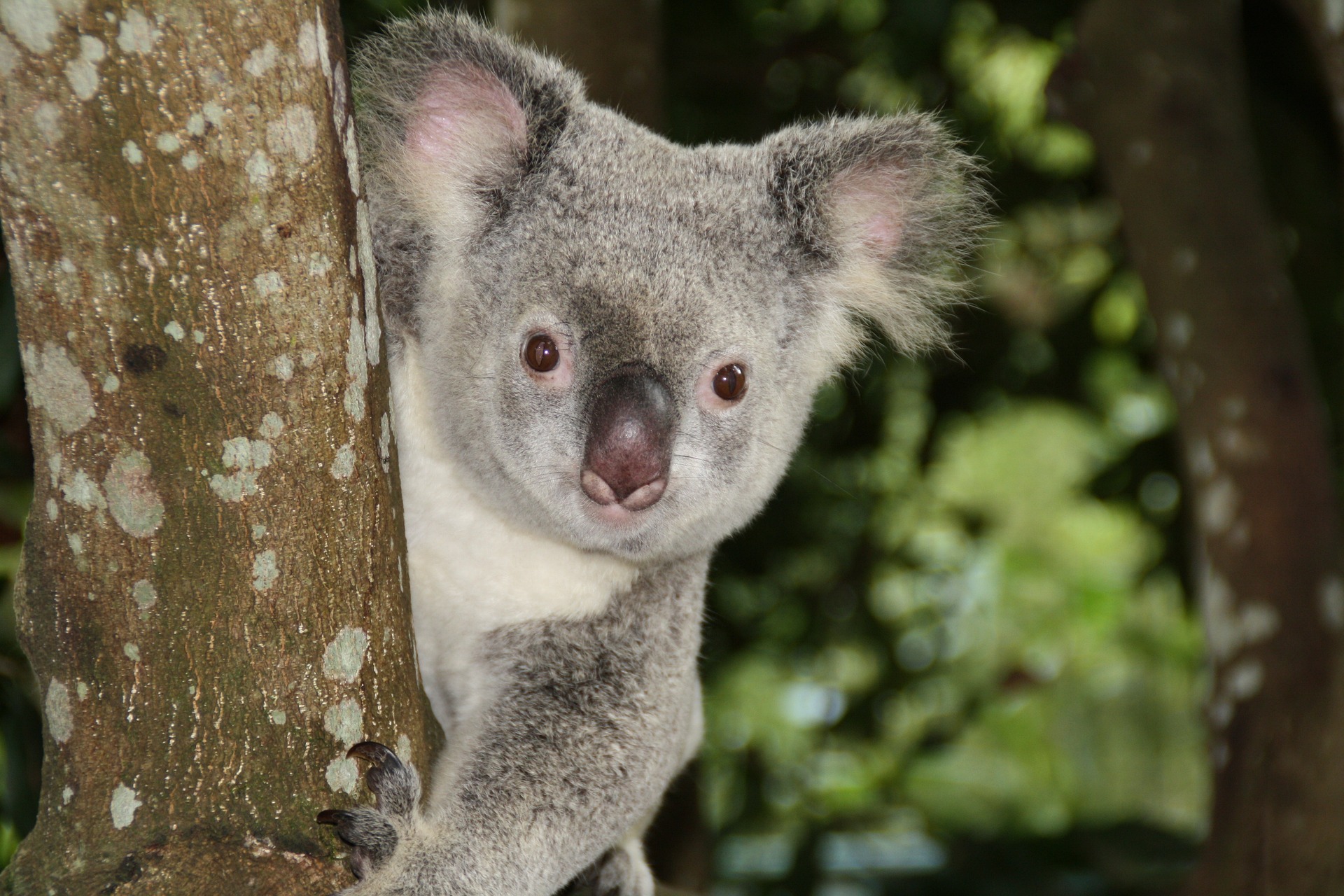 koala