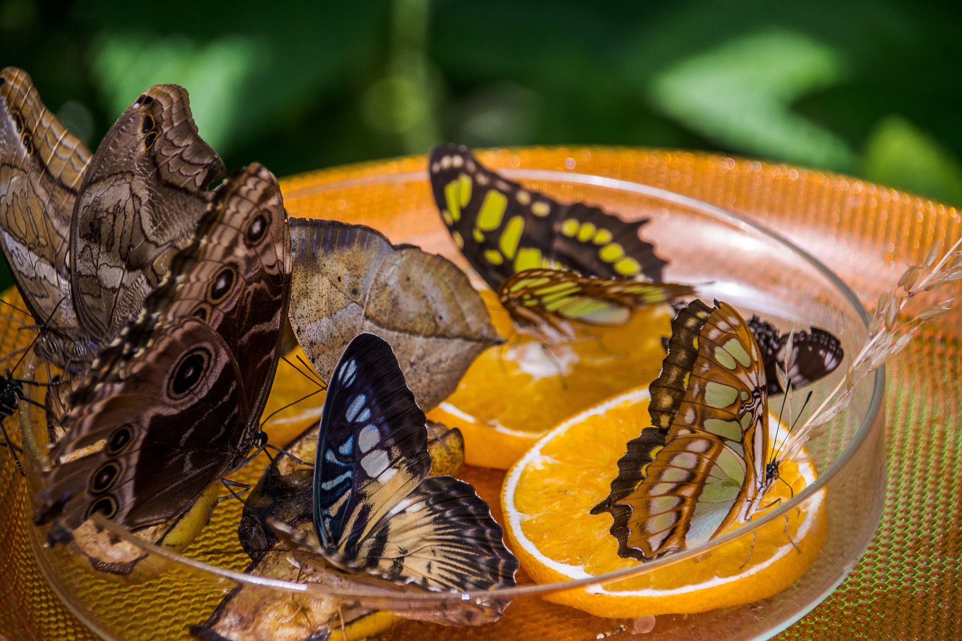 Butterfly feeder