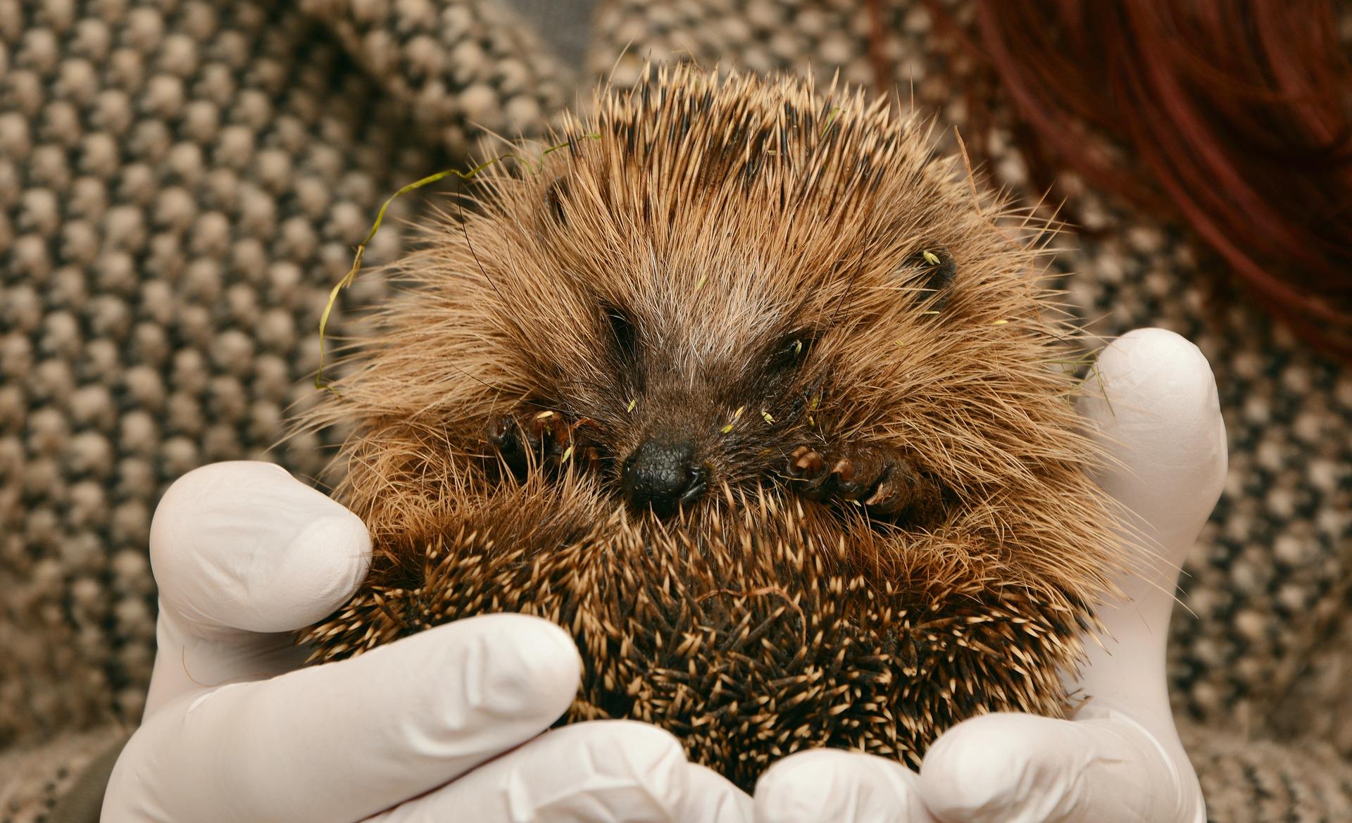 hedgehog in hands pixabay