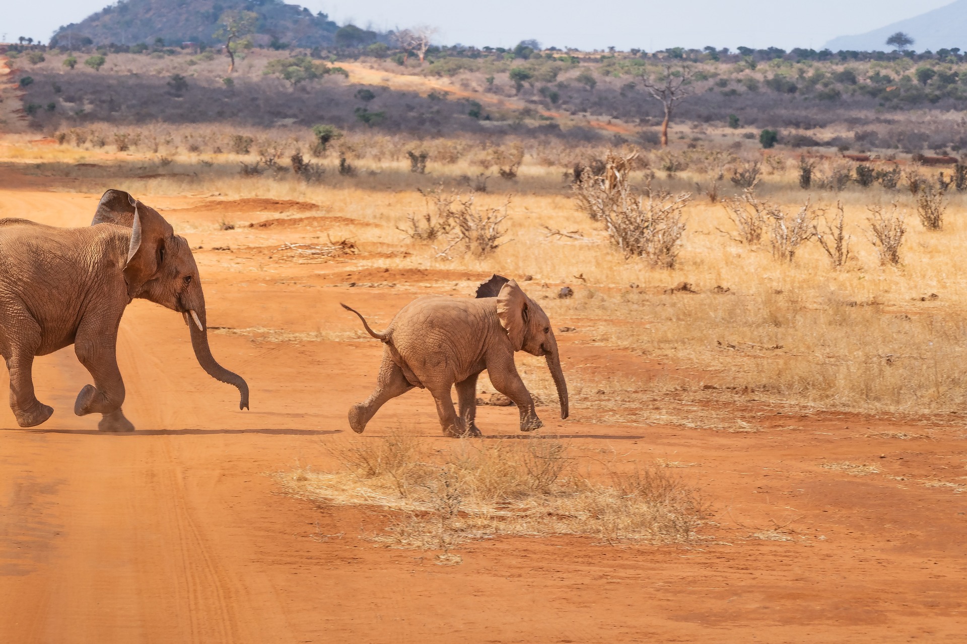 Zimbabwe elephants